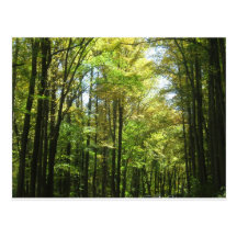 Fall Foliage Postcards