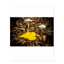 Fall Leaf and Mushrooms Post Card