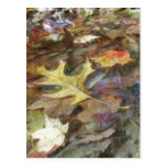 Fall Leaves At The Edge Of The Pond Post Cards