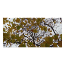 Fall Leaves Picture Card