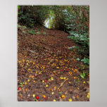 Fallen Red and Yellow Guavas on the Trail Print