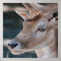 Fallow Deer Poster