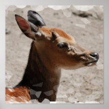 Fallow Deer Profile  Poster