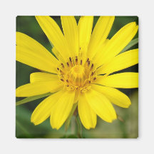 False Sunflower Square Magnet