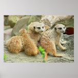 Family of meerkats - Poster