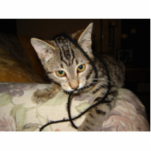 Fan of the strings photo cutout