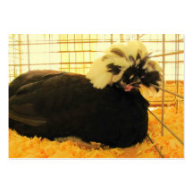 Fancy Chicken ~ ATC Business Card