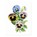 Fancy Pansies Vintage Illustration Postcards