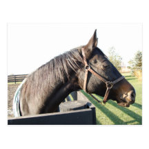 Farm Horse Post Card