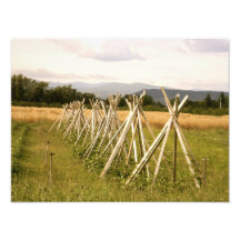 Farmland Photographic Print
