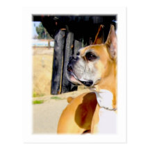 Fawn Boxer Dog postcard