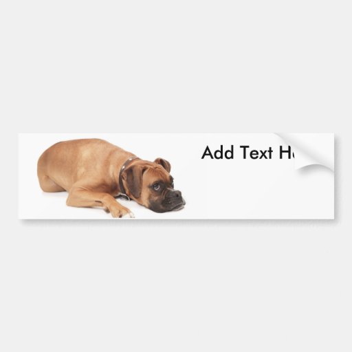 Fawn Boxer Resting Bumper Stickers