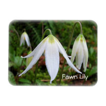 Fawn Lily magnet