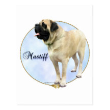 Fawn Mastiff Portrait Post Cards