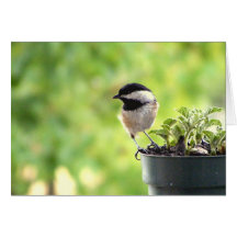 Feathered Greetings Greeting Card