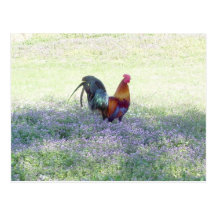 Feathered Pride Postcard