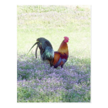 Feathered Pride Postcard