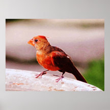 Feathered Sweetness Poster