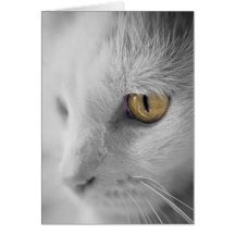 Feline Portraits Black&White. Card