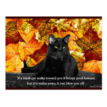 Feline Superstition Postcard
