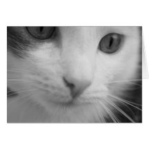 felines greeting card