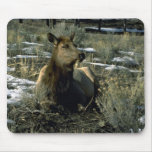 Female Elk Reclining, Winter Mousepads