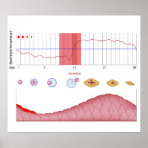 Female fertility chart Poster