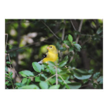 Female Goldfinch Custom Invites