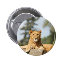 Female Lion Pins