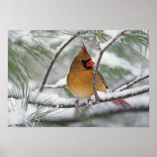 Female Northern Cardinal in snowy pine tree, Poster