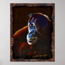 Female Orangutan Great Ape Wildlife Art Poster