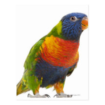 Female Rainbow Lorikeet - Trichoglossus Postcards