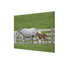 Female thoroughbred and young foal canvas print