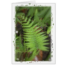 Fern Photo Card