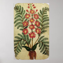Fern with red and yellow flowers poster