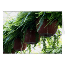 ferns greeting card