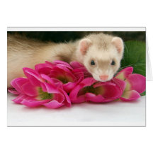Ferret Card