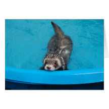 Ferret Card