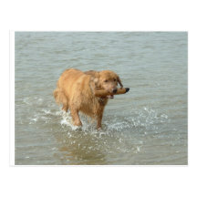 fetch the stick dog! Postcard