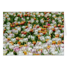 Field of blooming tulips cards