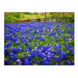 Field of Bluebonnets Postcard