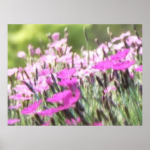 Field Of Cottage Pinks Print