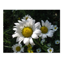 Field of Daisies Post Card