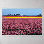 Field of Joy, Skagit Valley, Washington, U.S.A. at Poster