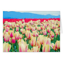 Field of Pink and Yellow Tulips Greeting Card