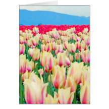 Field of Pink and Yellow Tulips Greeting Cards