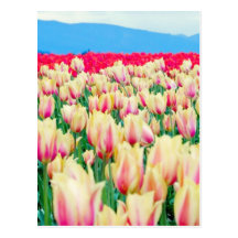 Field of Pink and Yellow Tulips Post Cards