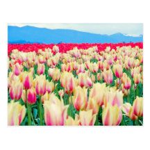 Field of Pink and Yellow Tulips Postcards