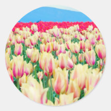 Field of Pink and Yellow Tulips Stickers