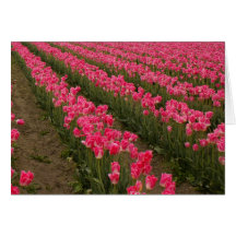 Field of Pink Tulips Photography on Cards